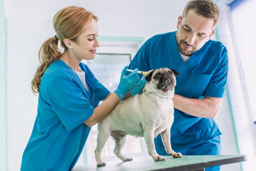 veterinarios málaga